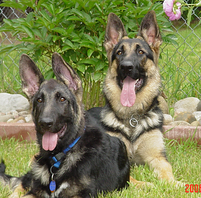 Do you like the long haired or the short haired German Shepherds best? - German  Shepherds - Fanpop